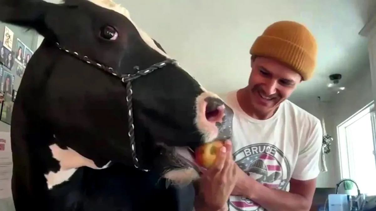 The coolest cow online is parlaying pancakes into internet fame