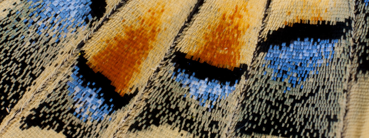 helps 750 under-resourced children and young people build skills and confidence