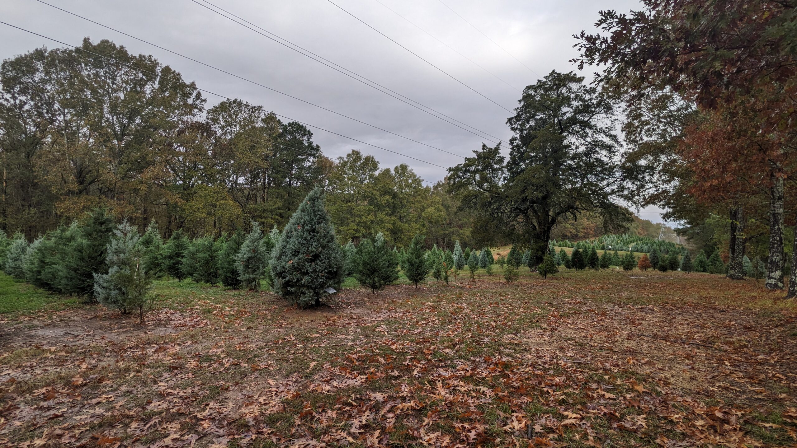 MSU research aims to help local Christmas tree farmers