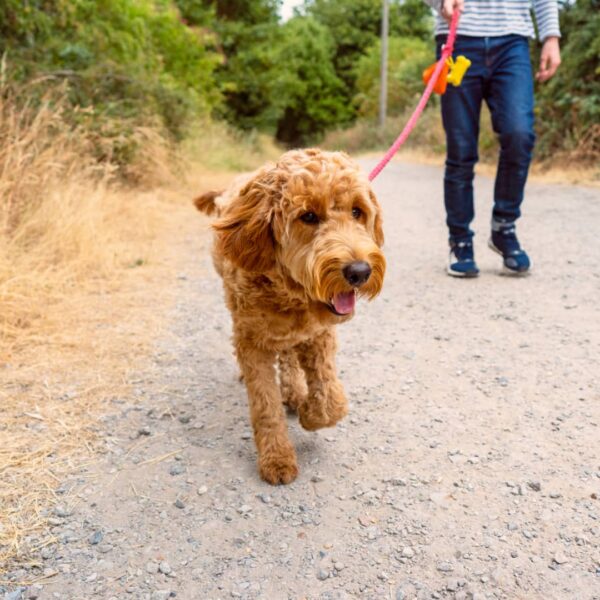 Money Tight? These Platforms Can Put Extra Cash In Your Pocket