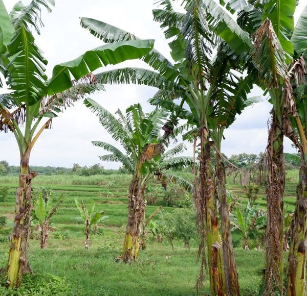 Climate Smart Agriculture Technologies and Youth Employment in Ghana