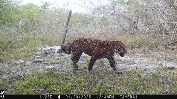 What the Tech?! Digital Innovation for Migratory Species and Protected Area Conservation – events