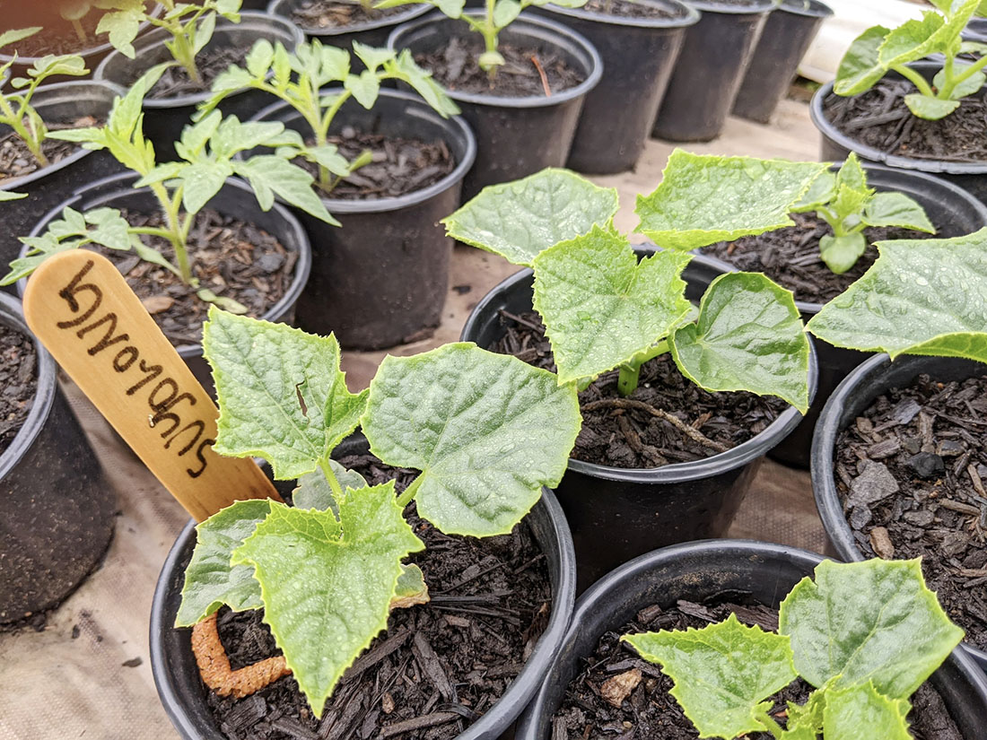 Spring Plant Sales: Shopping Based on Time, Money and Experience