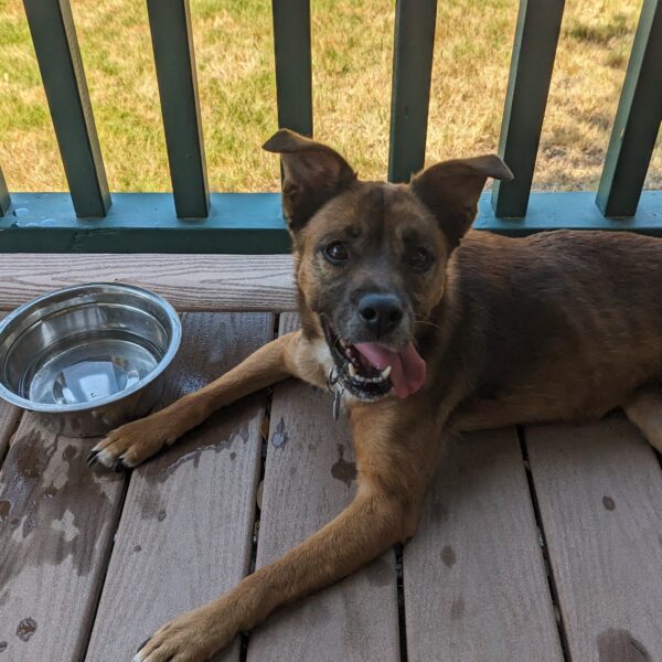 How To Access Free Online Pet Care With the Amex Platinum Card