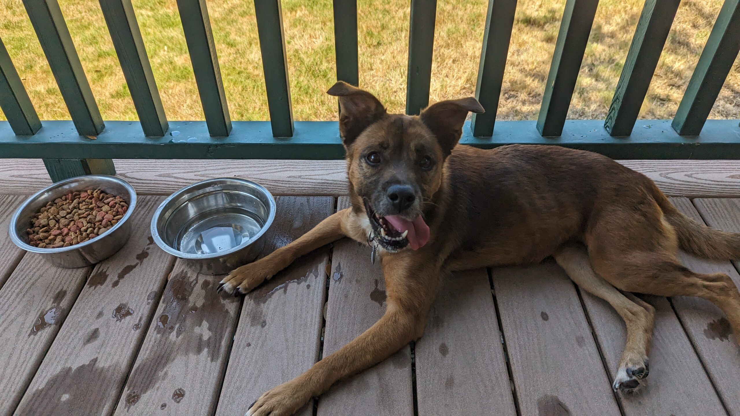 How To Access Free Online Pet Care With the Amex Platinum Card