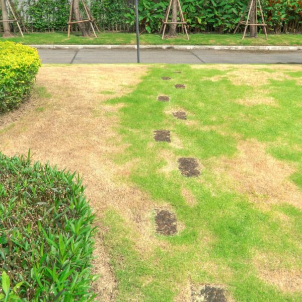 Why Your Lawn Looks Dead in the Summer Even If You Water It — and How to Revive It
