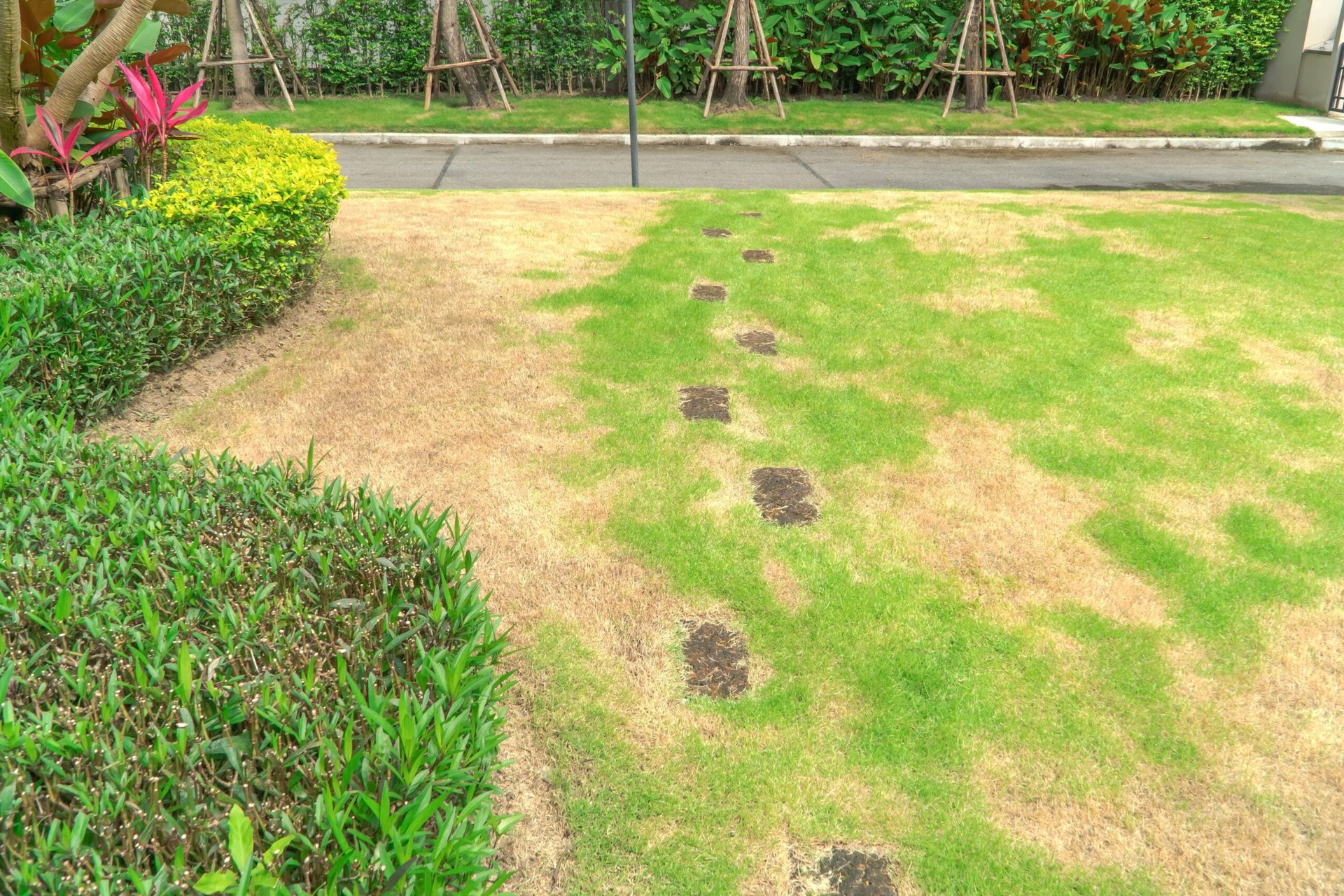 Why Your Lawn Looks Dead in the Summer Even If You Water It — and How to Revive It
